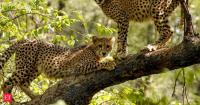Four years of Project Cheetah: 52 thriving, 32 born in India
