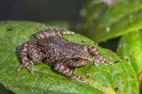 New Andean Frog Skips Tadpole Stage and Hatches as Tiny Frog