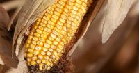 USDA hikes price expectations
