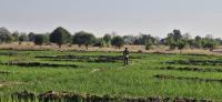 NIRSAL Effect: Turning Agricultural Risks into Sustainable Finance