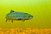 Salmon don't retain PFAS 'forever chemicals' like other animals, study finds