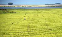 Brazil forecasts another record grain harvest in 2026/27