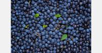 U.S. Georgia blueberry sector faces growing competition from China