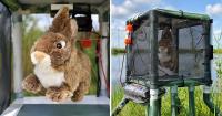 Robotic rabbits against pythons? This is how the new experiment works in Florida