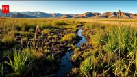 California restored wetlands to store carbon; years later, scientists found some were still releasing greenhouse gases