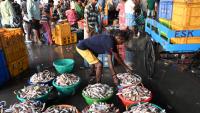 Lack of cleanliness and hygiene keep exporters away from Kasimedu fishing harbour
