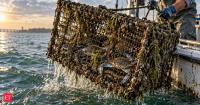 In 2008, Virginia began paying fishermen to pull ‘ghost traps’ from Chesapeake Bay; six years of cleanup helped unlock an estimated $21 million in extra crab catches