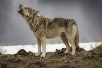 ‘Don’t shoot. Listen’: The AI-aided quest to understand Yellowstone’s wolves