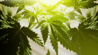 NORML Op-Ed: Calling Out the New York Times’ Alarmist Cannabis Coverage