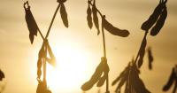 USDA tweaks corn, soybean production estimates