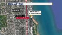 Man seriously hurt in Edgewater attack involving dog, Chicago police say