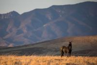 Nevada’s wild horses represent a policy failure, just not the one you think