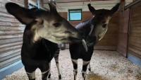 Bronx Zoo gives behind-the-scenes look at efforts to protect endangered okapi | Exclusive