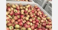 Limited apple exports expected from Pennsylvania and Virginia