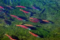 Where To See Kokanee Salmon Spawn In Utah This Fall