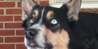 Dog dies hours after surgery, leading Nashville family to find ‘red flags’ about vet’s license: ‘Needs to be shut down’