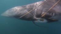 Massachusetts rescuers free entangled minke whale after rare, 40-mile chase off Cape Cod