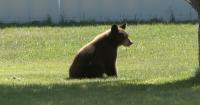 Young Black Bear Delays School Drop-Off in Belgrade