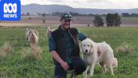 The Italian dog breed helping farmers protect their livestock