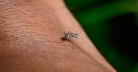 Georgia reports first West Nile virus death of 2026; 8 confirmed cases
