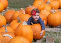 Celebrate the season with fall festivals and corn mazes in Central Florida