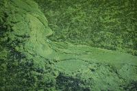 Blue-green algae in Kenney Reservoir