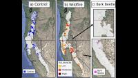 New satellite technology can spot a dying forest roughly two years before it’s noticed on the ground