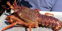 CRAYFISH IN COURT: LANDMARK APPEAL COULD REWRITE THE RULES FOR FISHERIES MANAGEMENT