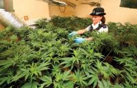 Cannabis farm incidents hit a high as commercial units targeted, Zurich reports
