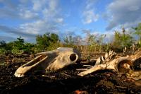 Dead animals, barren fields and hunger as strongest‑in‑decades El Nino chokes Central America