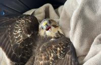 Former volunteer helps feisty Nova Scotia raptor make fast trip from roadside to rehab