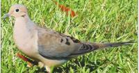 MIDDLE GEORGIA OUTDOORS: In 2025 Georgia was top dove hunting state in Southeast