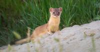 Elusive weasels spotted in South Georgia for 1st time in decades