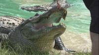 Louisiana recreational alligator hunting returns for first time in 50 years