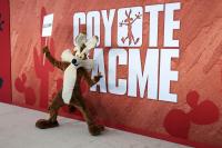 Do Massachusetts Coyotes Chase Roadrunners?