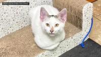 Brooklyn bodega owner reunited with kidnapped 3-month-old kitten after community effort to return cat