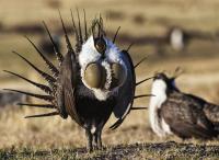 Oregon judge faults BLM for not analyzing grazing impacts on sage grouse habitat