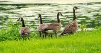 Avian influenza outbreak reported in Barron County, Wisconsin
