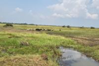 Eastern Uganda’s major wetland under threat