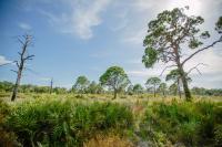 St. Pete’s Boyd Hill Nature Preserve will giveaway 3,000 Florida native plants in November