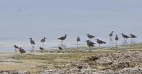 Stories Rooted in Nature: Feathery seashore visitors