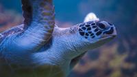 Marine Tourism: Experience Grenada’s Dive and Conservation Festival