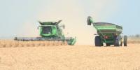 Drought, extreme heat impact Northeast Arkansas rice and soybean growers