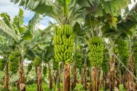 Nigeria Lacks Export Potential For Banana Despite Being West Africa’s Biggest Producer- Report