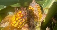High phosphorus prices, early bean yields, and water management | Wheat Pete's Word, Sept 16