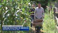 Latino-owned farms grow across Chicago's collar counties