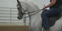 Arabian horse championship coming to Las Vegas Strip