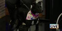 Adoptable Four-Legged Friends: Meet ‘Skylar’