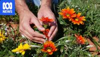 Trials to kill gazanias and help farmers reclaim paddocks
