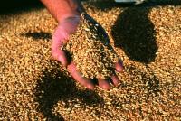 Farmers navigating through harvest challenges